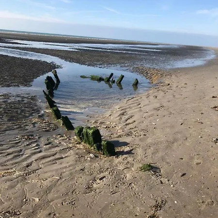 Algues 2 Quend-Plage